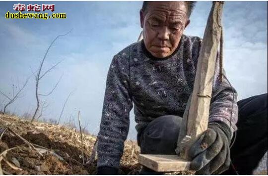 世界上最奇葩的职业:陕西农民靠打老鼠年赚七八万