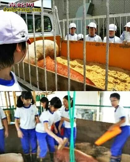 杀猪方法大比拼:看德国、日本、中国哪种您认为最好?