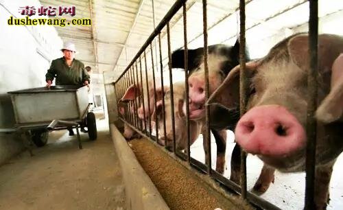 杀猪方法大比拼:看德国、日本、中国哪种您认为最好?