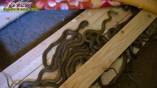 养殖水律蛇要多长时间