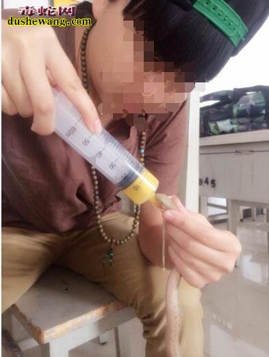 蛇苗不开口怎么灌喂？乱灌呛死蛇很常见！