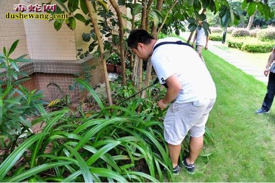 荔湾小区频现毒蛇:眼镜蛇幼蛇出壳数量多!外出需注意安全!