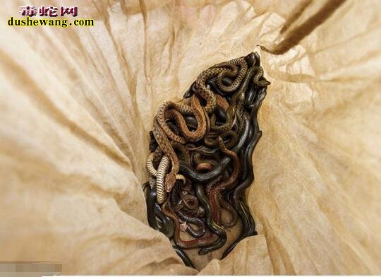 水蛇养殖幼苗 小水蛇吃什么？