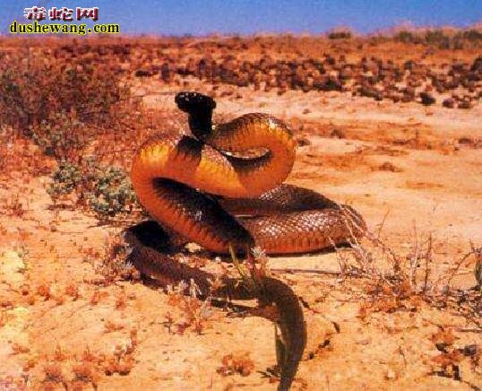 内陆太攀蛇的毒性强，还是黑曼巴蛇毒性强
