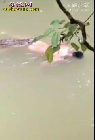 诡异:印尼鳄鱼拖走男子 “巫师”施法命令鳄鱼还回尸体!