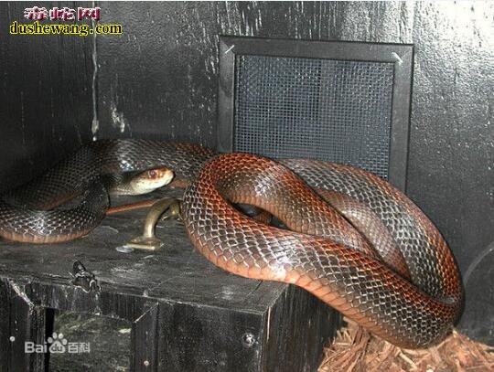 巴布亚太攀蛇世界毒蛇排名前十 攻击性弱、毒性极强