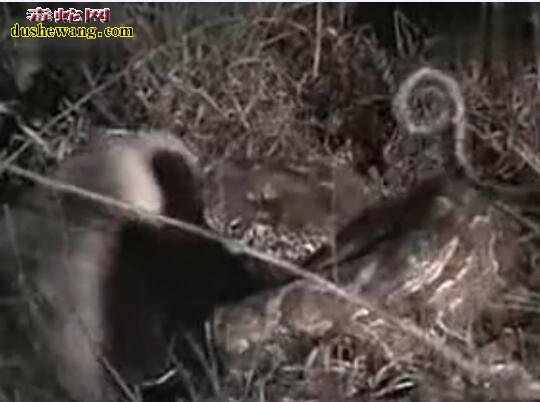 巨蟒vs蜜獾:实拍强悍蜜獾猎杀大蟒蛇
