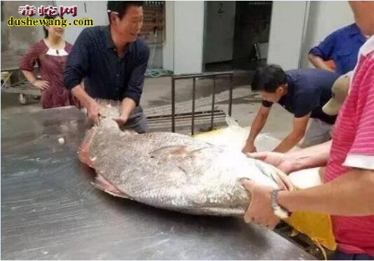 毛鲿鱼:舟山渔民捕获世界上最贵的鱼 价值百万元!