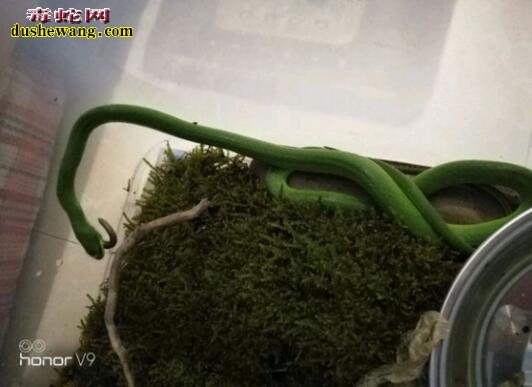 翠青蛇吃面包虫吗?