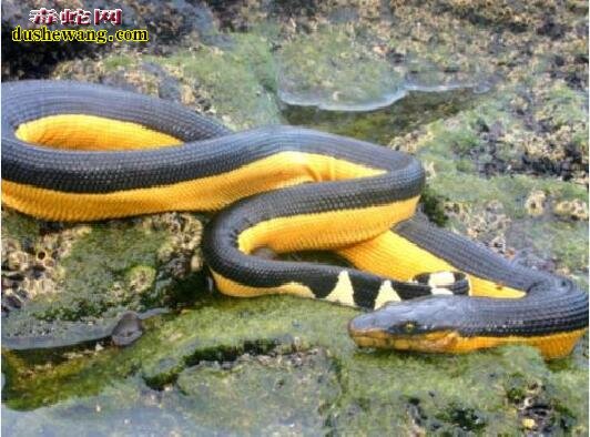 黑背海蛇