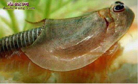 揭秘三眼恐龙虾:中国人当害虫 日本人当宝的古生物