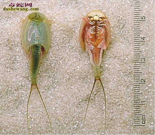 揭秘三眼恐龙虾:中国人当害虫 日本人当宝的古生物