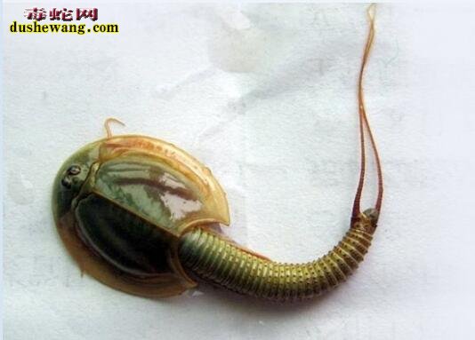 揭秘三眼恐龙虾:中国人当害虫 日本人当宝的古生物
