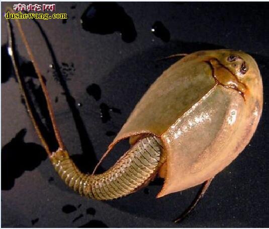 揭秘三眼恐龙虾:中国人当害虫 日本人当宝的古生物
