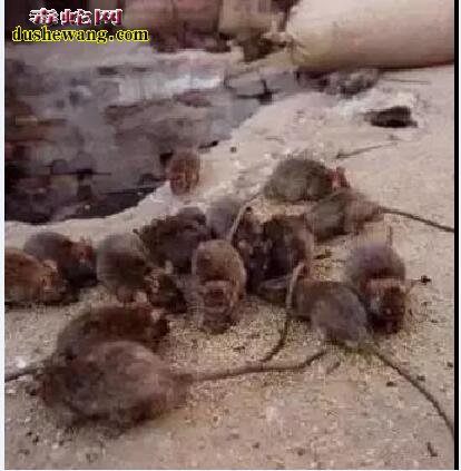 唐山大地震41周年:回忆1976年唐山大地震种种诡异怪事