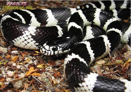 黑白王蛇能长多大？