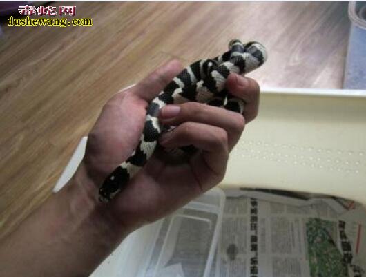 黑白王蛇有毒吗?