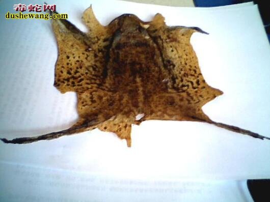养蟾蜍赚钱吗?