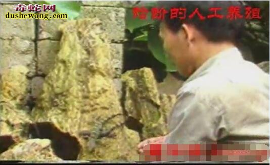大壁虎(蛤蚧)人工养殖技术【视频】