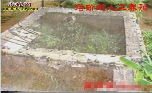 大壁虎(蛤蚧)人工养殖技术【视频】