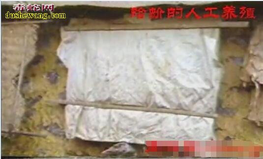 大壁虎(蛤蚧)人工养殖技术【视频】