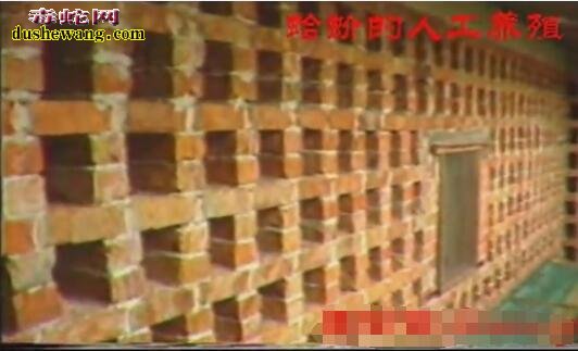 大壁虎(蛤蚧)人工养殖技术【视频】
