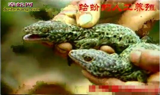 大壁虎(蛤蚧)人工养殖技术【视频】