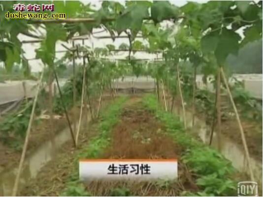 青蛙养殖技术【视频】