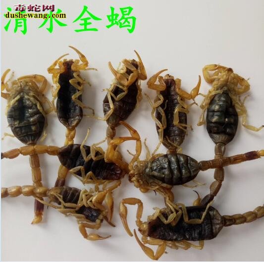 全蝎中药全蝎的特征功效与作用