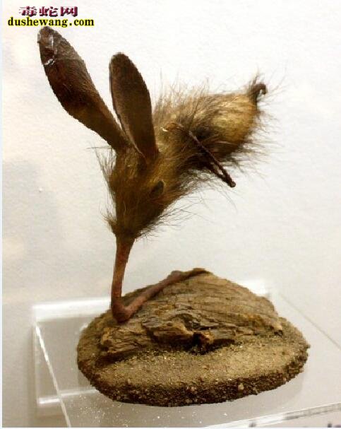 鼻行动物图片