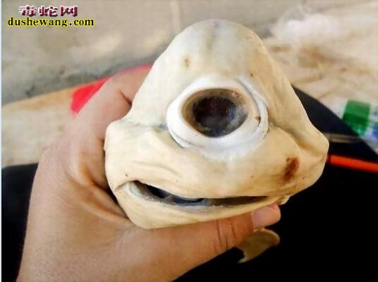 独眼鲨鱼图片