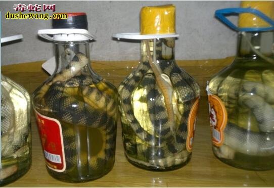 海蛇干泡酒