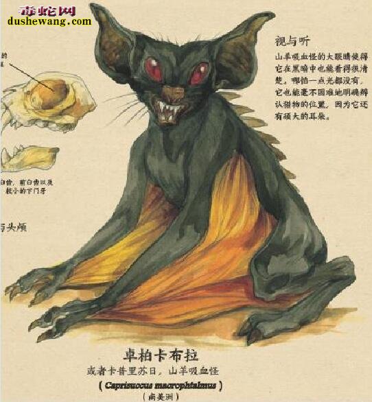 卓柏卡布拉