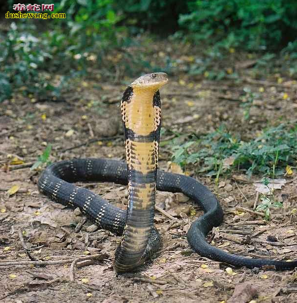 中国27种毒蛇
