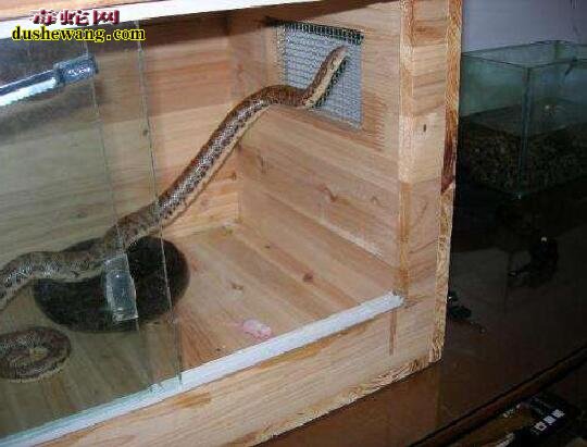 私家养蛇的木箱图片3