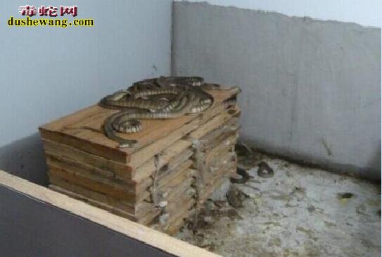 私家养蛇的木箱图片8