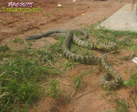 博贤养蛇基地在哪里?江西养蛇技术培训基地哪里好?