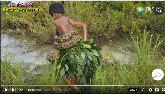 实拍：国外男孩河里抓鱼遇到巨蟒 人蛇搏斗最终谁会获胜？