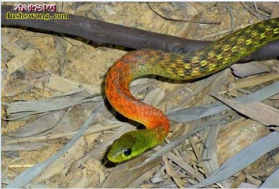 红脖颈槽蛇是毒蛇吗