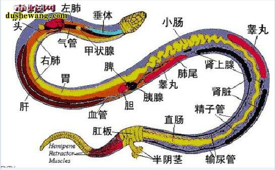 关于蛇解剖问题:蛇胆汁外溢说明不了什么问题!