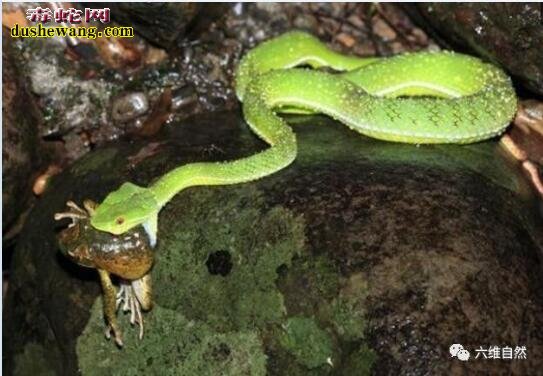 实拍:小溪边大石头上竹叶青蛇吞食蟾蜍过程