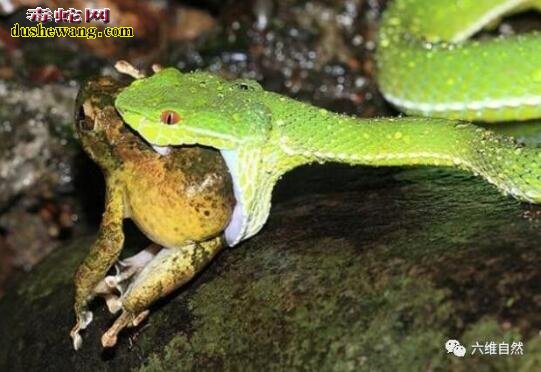 实拍：小溪边大石头上竹叶青蛇吞食蟾蜍过程