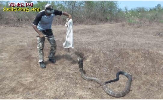 男子轻松捕捉5米长眼镜王蛇