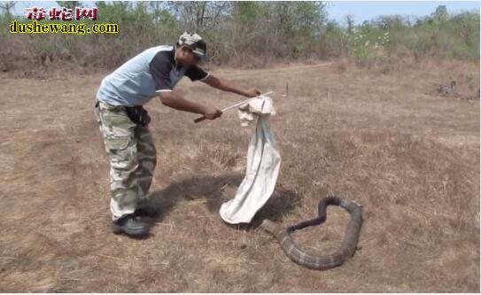 男子轻松捕捉5米长眼镜王蛇