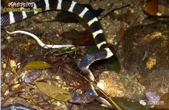 实拍：中国最毒银环蛇偶遇无毒蛇 直接吞吃掉对方