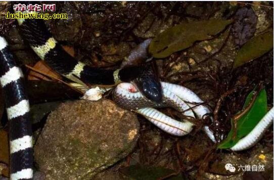 实拍：中国最毒银环蛇偶遇无毒蛇 直接吞吃掉对方