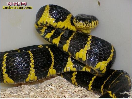 一种黄黑相间和金环蛇相似是什么蛇？