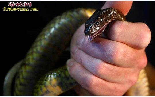 太攀蛇：世界上最致命的毒蛇之一