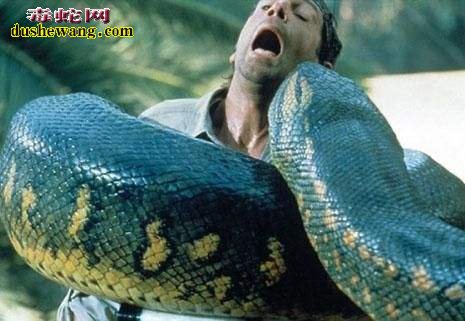 野外如何对付蟒蛇 被蟒蛇缠住怎么办？