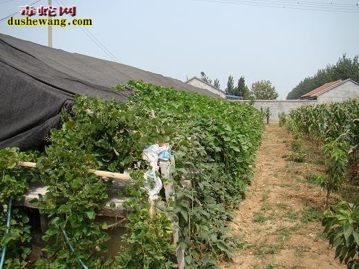 怎样建养蛇场?